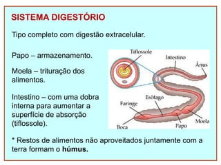 SISTEMA DIGESTÓRIO
Tipo completo com digestão extracelular.
Papo – armazenamento.
Moela – trituração dos
alimentos.
Intestino – com uma dobra
interna para aumentar a
superfície de absorção
(tiflossole).
* Restos de alimentos não aproveitados juntamente com a
terra formam o húmus.
 