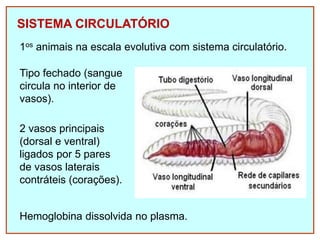 SISTEMA CIRCULATÓRIO
1os animais na escala evolutiva com sistema circulatório.
Tipo fechado (sangue
circula no interior de
vasos).
2 vasos principais
(dorsal e ventral)
ligados por 5 pares
de vasos laterais
contráteis (corações).
Hemoglobina dissolvida no plasma.
 
