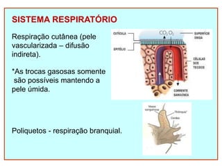 SISTEMA RESPIRATÓRIO
*As trocas gasosas somente
são possíveis mantendo a
pele úmida.
Respiração cutânea (pele
vascularizada – difusão
indireta).
Poliquetos - respiração branquial.
 