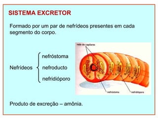 SISTEMA EXCRETOR
Formado por um par de nefrídeos presentes em cada
segmento do corpo.
Nefrídeos
nefróstoma
nefroducto
nefridióporo
Produto de excreção – amônia.
 