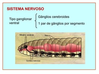 SISTEMA NERVOSO
Tipo ganglionar
ventral
Gânglios cerebroides
1 par de gânglios por segmento
 