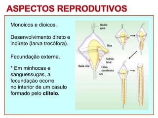 Monoicos e dioicos.
Fecundação externa.
* Em minhocas e
sanguessugas, a
fecundação ocorre
no interior de um casulo
formado pelo clitelo.
Desenvolvimento direto e
indireto (larva trocófora).
 