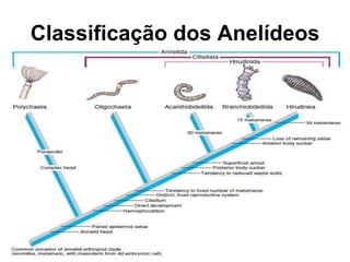 Classificação dos Anelídeos
 