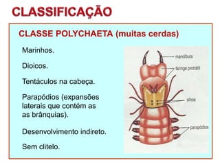 CLASSE POLYCHAETA (muitas cerdas)
Marinhos.
Dioicos.
Desenvolvimento indireto.
Tentáculos na cabeça.
Parapódios (expansões
laterais que contém as
as brânquias).
Sem clitelo.
 