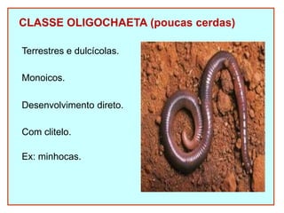 CLASSE OLIGOCHAETA (poucas cerdas)
Terrestres e dulcícolas.
Monoicos.
Desenvolvimento direto.
Com clitelo.
Ex: minhocas.
 