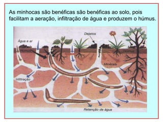 As minhocas são benéficas são benéficas ao solo, pois
facilitam a aeração, infiltração de água e produzem o húmus.
 