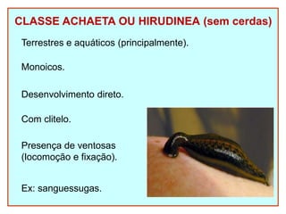 CLASSE ACHAETA OU HIRUDINEA (sem cerdas)
Terrestres e aquáticos (principalmente).
Monoicos.
Desenvolvimento direto.
Com clitelo.
Presença de ventosas
(locomoção e fixação).
Ex: sanguessugas.
 