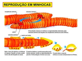 ANELIDEOS: CARACTERÍSTICAS, REPRODUÇÃO E CICLO DE VIDA. | PPT