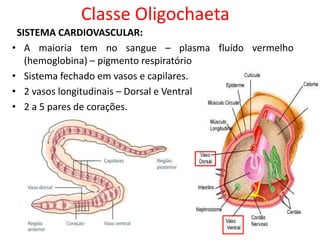 Classe Oligochaeta
SISTEMA CARDIOVASCULAR:
• A maioria tem no sangue – plasma fluído vermelho
(hemoglobina) – pigmento respiratório
• Sistema fechado em vasos e capilares.
• 2 vasos longitudinais – Dorsal e Ventral
• 2 a 5 pares de corações.
 