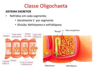 Classe Oligochaeta
SISTEMA EXCRETOR
• Nefrídios em cada segmento;
• Geralmente 2 por segmento
• Divisão: Nefróstoma e nefridióporo
 