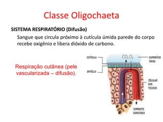 Classe Oligochaeta
SISTEMA RESPIRATÓRIO (Difusão)
Sangue que circula próximo à cutícula úmida parede do corpo
recebe oxigênio e libera dióxido de carbono.
Respiração cutânea (pele
vascularizada – difusão).
 