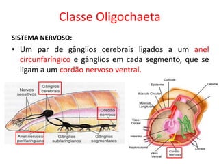 Classe Oligochaeta
SISTEMA NERVOSO:
• Um par de gânglios cerebrais ligados a um anel
circunfaríngico e gânglios em cada segmento, que se
ligam a um cordão nervoso ventral.
 