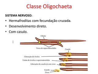 Classe Oligochaeta
SISTEMA NERVOSO:
• Hermafroditas com fecundação cruzada.
• Desenvolvimento direto.
• Com casulo.
 