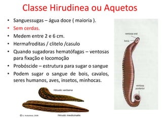 Classe Hirudinea ou Aquetos
• Sanguessugas – água doce ( maioria ).
• Sem cerdas.
• Medem entre 2 e 6 cm.
• Hermafroditas / clitelo /casulo
• Quando sugadoras hematófagas – ventosas
para fixação e locomoção
• Probóscide – estrutura para sugar o sangue
• Podem sugar o sangue de bois, cavalos,
seres humanos, aves, insetos, minhocas.
 