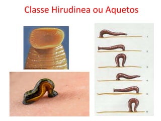 Classe Hirudinea ou Aquetos
 
