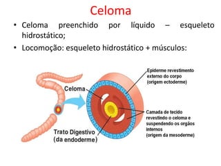 Celoma
• Celoma preenchido por líquido – esqueleto
hidrostático;
• Locomoção: esqueleto hidrostático + músculos:
 