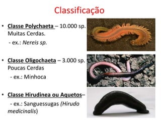 Classificação
• Classe Polychaeta – 10.000 sp.
Muitas Cerdas.
- ex.: Nereis sp.
• Classe Oligochaeta – 3.000 sp.
Poucas Cerdas
- ex.: Minhoca
• Classe Hirudinea ou Aquetos–
- ex.: Sanguessugas (Hirudo
medicinalis)
 