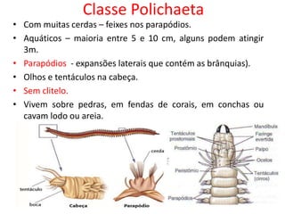 Classe Polichaeta
• Com muitas cerdas – feixes nos parapódios.
• Aquáticos – maioria entre 5 e 10 cm, alguns podem atingir
3m.
• Parapódios - expansões laterais que contém as brânquias).
• Olhos e tentáculos na cabeça.
• Sem clitelo.
• Vivem sobre pedras, em fendas de corais, em conchas ou
cavam lodo ou areia.
 