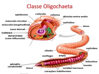 Classe Oligochaeta
 