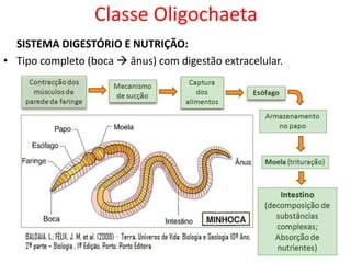 Classe Oligochaeta
SISTEMA DIGESTÓRIO E NUTRIÇÃO:
• Tipo completo (boca  ânus) com digestão extracelular.
 