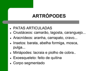 ARTRÓPODES
● PATAS ARTICULADAS
● Crustáceos: camarão, lagosta, caranguejo...
● Aracnídeos: aranha, carrapato, cravo...
● Insetos: barata, abelha formiga, mosca,
pulga...
● Miriápodes: lacraia e piolho de cobra..
● Exoesqueleto: feito de quitina
● Corpo segmentado
 
