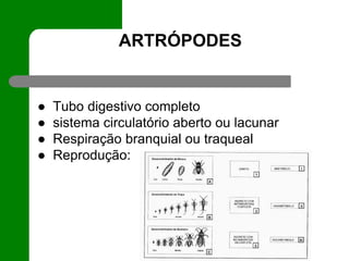 ARTRÓPODES
● Tubo digestivo completo
● sistema circulatório aberto ou lacunar
● Respiração branquial ou traqueal
● Reprodução:
 