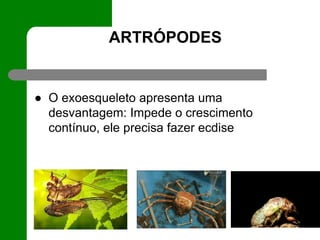 ARTRÓPODES
● O exoesqueleto apresenta uma
desvantagem: Impede o crescimento
contínuo, ele precisa fazer ecdise
 