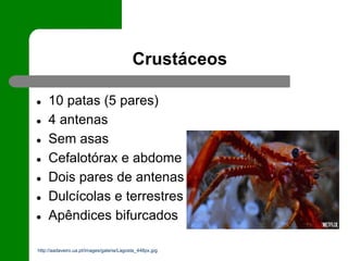 Crustáceos
● 10 patas (5 pares)
● 4 antenas
● Sem asas
● Cefalotórax e abdome
● Dois pares de antenas
● Dulcícolas e terrestres
● Apêndices bifurcados
http://aadaveiro.ua.pt/images/galeria/Lagosta_448px.jpg
 