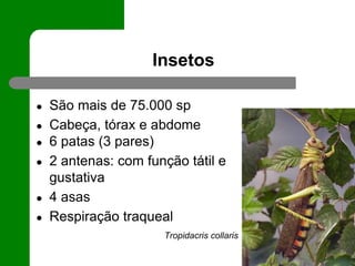 Insetos
● São mais de 75.000 sp
● Cabeça, tórax e abdome
● 6 patas (3 pares)
● 2 antenas: com função tátil e
gustativa
● 4 asas
● Respiração traqueal
Tropidacris collaris
 