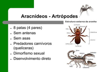 Aracnídeos - Artrópodes
● 8 patas (4 pares)
● Sem antenas
● Sem asas
● Predadores carnívoros
(quelíceras)
● Dimorfismo sexual
● Dsenvolvimento direto
 