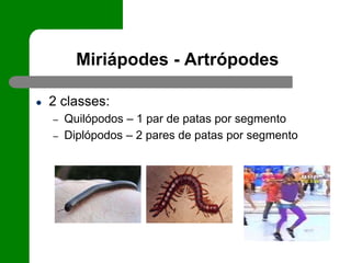 Miriápodes - Artrópodes
● 2 classes:
– Quilópodos – 1 par de patas por segmento
– Diplópodos – 2 pares de patas por segmento
 