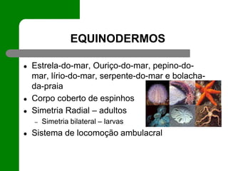 EQUINODERMOS
● Estrela-do-mar, Ouriço-do-mar, pepino-do-
mar, lírio-do-mar, serpente-do-mar e bolacha-
da-praia
● Corpo coberto de espinhos
● Simetria Radial – adultos
– Simetria bilateral – larvas
● Sistema de locomoção ambulacral
 