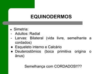 EQUINODERMOS
● Simetria:
- Adultos: Radial
- Larvas: Bilateral (vida livre, semelhante a
cordados)
● Esqueleto interno e Calcário
● Deuterostômios (boca primitiva origina o
ânus)
Semelhança com CORDADOS!!??
 