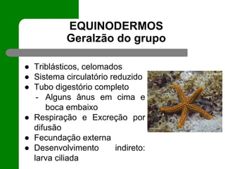 EQUINODERMOS
Geralzão do grupo
● Triblásticos, celomados
● Sistema circulatório reduzido
● Tubo digestório completo
- Alguns ânus em cima e
boca embaixo
● Respiração e Excreção por
difusão
● Fecundação externa
● Desenvolvimento indireto:
larva ciliada
 
