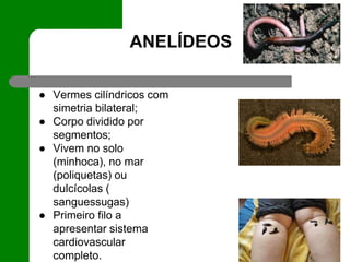 ANELÍDEOS
● Vermes cilíndricos com
simetria bilateral;
● Corpo dividido por
segmentos;
● Vivem no solo
(minhoca), no mar
(poliquetas) ou
dulcícolas (
sanguessugas)
● Primeiro filo a
apresentar sistema
cardiovascular
completo.
 
