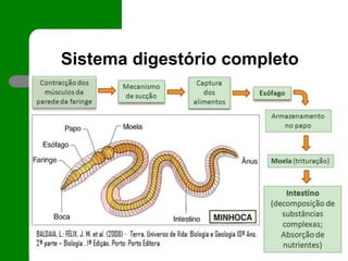 Sistema digestório completo
 