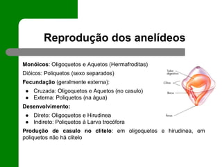 Reprodução dos anelídeos
Monóicos: Oligoquetos e Aquetos (Hermafroditas)
Dióicos: Poliquetos (sexo separados)
Fecundação (geralmente externa):
● Cruzada: Oligoquetos e Aquetos (no casulo)
● Externa: Poliquetos (na água)
Desenvolvimento:
● Direto: Oligoquetos e Hirudinea
● Indireto: Poliquetos à Larva trocófora
Produção de casulo no clitelo: em oligoquetos e hirudinea, em
poliquetos não há clitelo
 