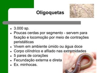 Oligoquetas
● 3.000 sp.
● Poucas cerdas por segmento - servem para
fixação e locomoção por meio de contrações
peristálticas
● Vivem em ambiente úmido ou água doce
● Corpo cilíndrico e afilado nas extremidades
● 5 pares de corações
● Fecundação externa e direta
● Ex. minhocas.
 