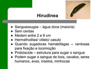 Hirudinea
● Sanguessugas – água doce (maioria)
● Sem cerdas
● Medem entre 2 e 6 cm
● Hermafroditas/ clitelo/ casulo
● Quando sugadoras hematófagas – ventosas
para fixação e locomoção
● Probóscide – estrutura para sugar o sangue
● Podem sugar o sangue de bois, cavalos, seres
humanos, aves, insetos, minhocas
 