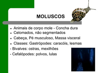 MOLUSCOS
● Animais de corpo mole - Concha dura
● Celomados, não segmentados
● Cabeça, Pé musculoso, Massa visceral
● Classes: Gastrópodes: caracóis, lesmas
- Bivalves: ostras, mexilhões
- Cefalópodes: polvos, lulas
 