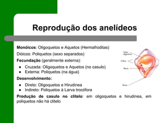 anelideos-moluscos-artrpodos-equinodermos (1).pptx