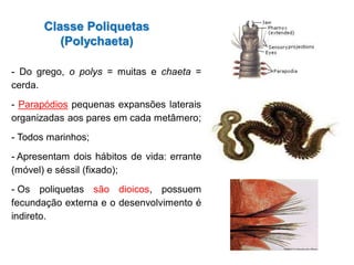 - Do grego, o polys = muitas e chaeta =
cerda.
- Parapódios pequenas expansões laterais
organizadas aos pares em cada metâmero;
- Todos marinhos;
- Apresentam dois hábitos de vida: errante
(móvel) e séssil (fixado);
- Os poliquetas são dioicos, possuem
fecundação externa e o desenvolvimento é
indireto.
Classe Poliquetas
(Polychaeta)
 