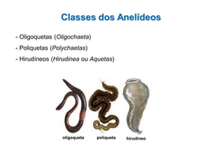 - Oligoquetas (Oligochaeta)
- Poliquetas (Polychaetas)
- Hirudíneos (Hirudinea ou Aquetas)
oligoqueta poliqueta hirudíneo
Classes dos Anelídeos
 