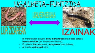 - Bi motatakoak daude: sexu bananduak eta beste batzuk
hermafroditak (lur zizarea eta izaina).
- Ernalketa barnekoa edo kanpokoa izan daiteke.
- Animalia obiparoak dira.
 