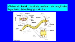 -Gehienek ketak dauzkate azalean eta mugitzeko
laguntzen dieten ile gogorrak dira.
 