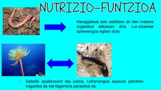 Haragijaleak edo usteltzen ari den materia
organikoz elikatzen dira. Lur-zizareak
azkenengoa egiten dute.
- Sabella spallanzanii eta izaina. Lehenengoa espezie plankton
iragazlea da eta bigarrena parasitoa da.
 
