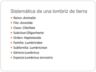 Anelidos | PPTX
