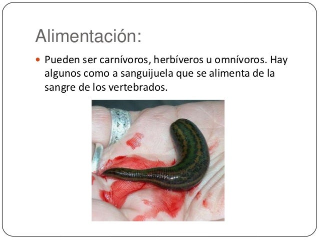 Anelidos
