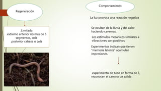 Regeneración
.Limitada
.extremo anterior no mas de 5
segmentos, cola
.posterior cabeza o cola
Comportamiento
La luz provoca una reacción negativa
Los estímulos mecánicos similares a
vibraciones son positivas
Experimentos indican que tienen
“memoria latente” acumulan
impresiones.
experimento de tubo en forma de T,
reconocen el camino de salida
Se ocultan de la lluvia y del calor
haciendo cavernas.
 