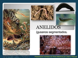 ANELIDOS
(gusanos segmentados)
Presentación montada con fines didácticos por JoseA. Pascual
 
